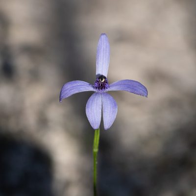 Pheladenia deformis, photographed by Kym Nicolson