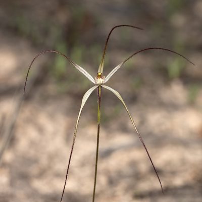 Caladenia capillata, photographed by Kym Nicolson