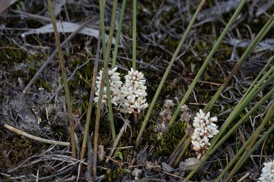 Lomandra juncea, photographed by Kym Nicolson