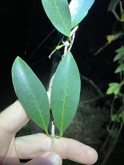 Coelospermum paniculatum, photographed by Greg Tasney