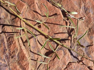 Indigofera pretoriana, photographed by Andrew Hankey