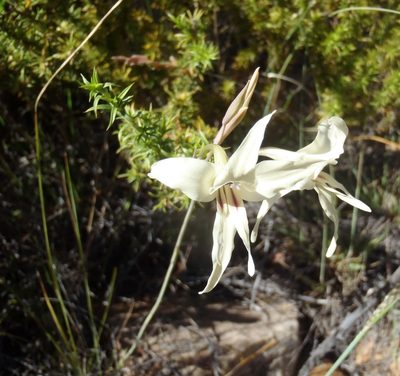 Gladiolus leptosiphon, photographed by Nicola van Berkel
