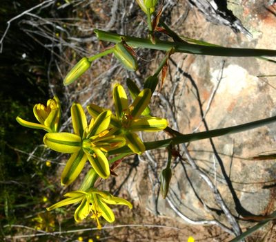 Coilonox suaveolens, photographed by Tony Rebelo