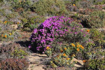 Lampranthus stipulaceus, photographed by Tony Rebelo