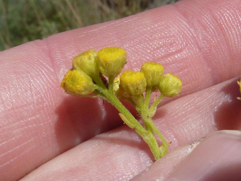 Nidorella anomala, photographed by Andrew Hankey