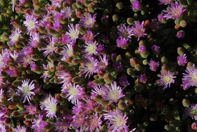 Drosanthemum luederitzii, photographed by Tony Rebelo
