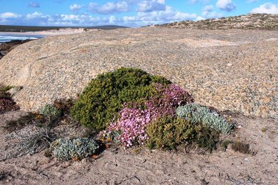Drosanthemum luederitzii, photographed by Tony Rebelo