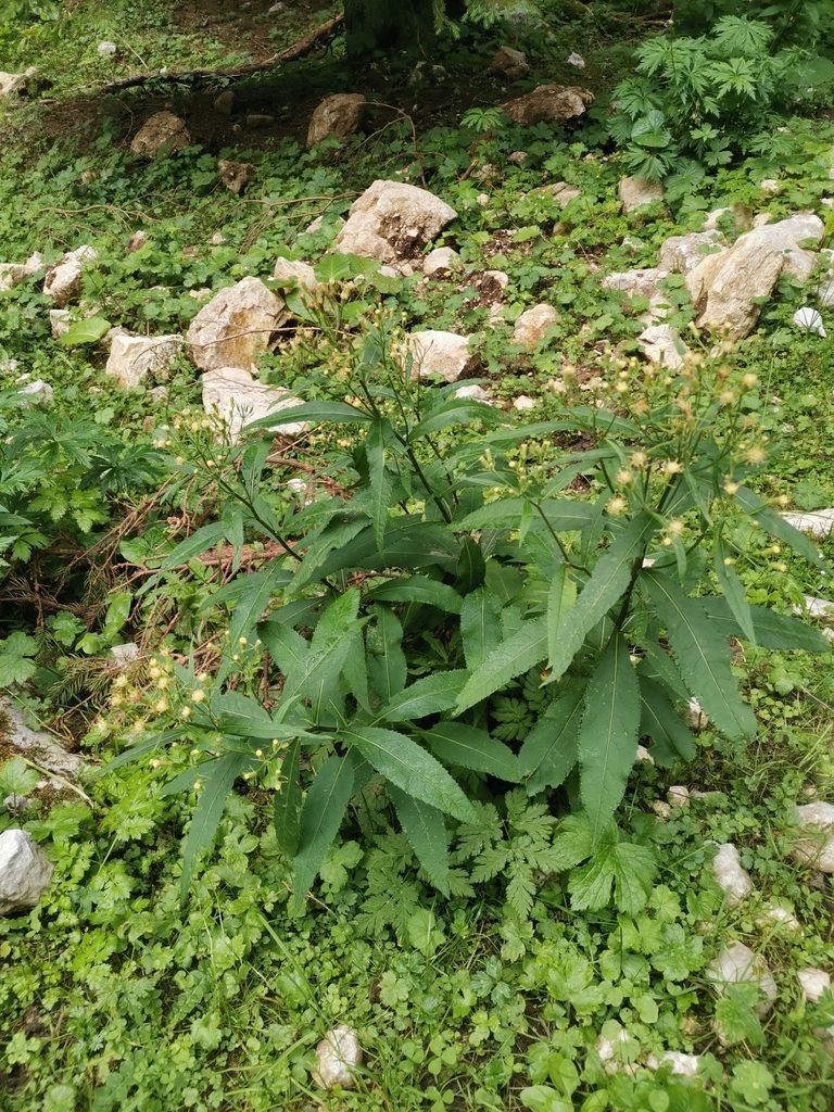 Senecio cacaliaster, photographed by Ljaž