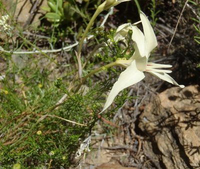 Gladiolus leptosiphon, photographed by Nicola van Berkel