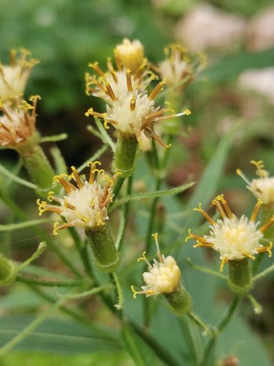 Senecio cacaliaster, photographed by Ljaž