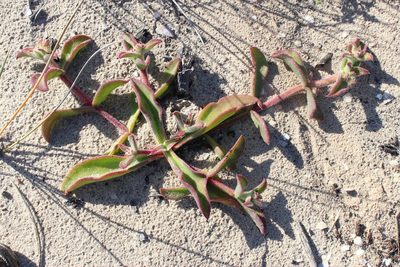 Mesembryanthemum pellitum, photographed by Tony Rebelo