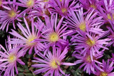 Lampranthus stipulaceus, photographed by Tony Rebelo