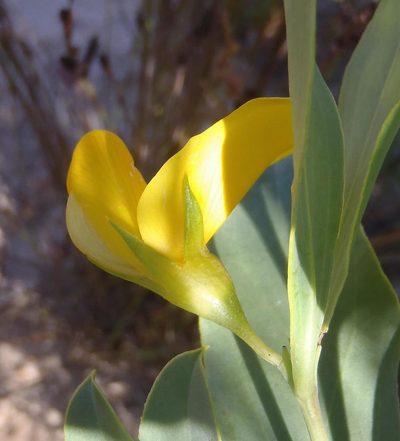 Rafnia elliptica, photographed by Nicola van Berkel