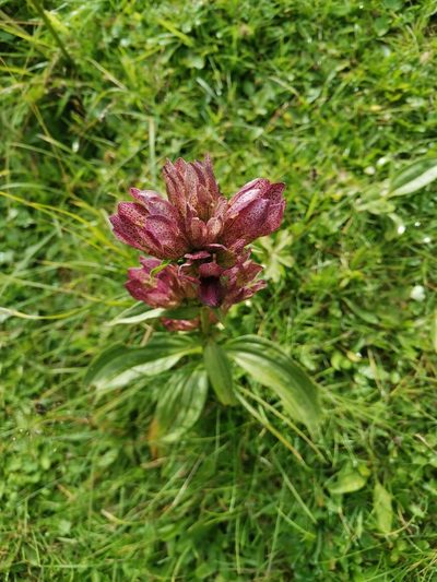Gentiana pannonica, photographed by Ljaž
