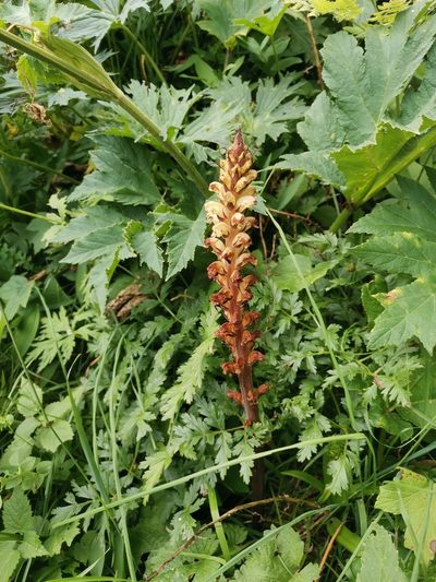 Orobanche reticulata, photographed by Ljaž