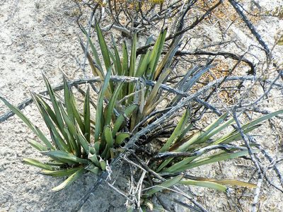 Yucca endlichiana, photographed by amantedarmanin
