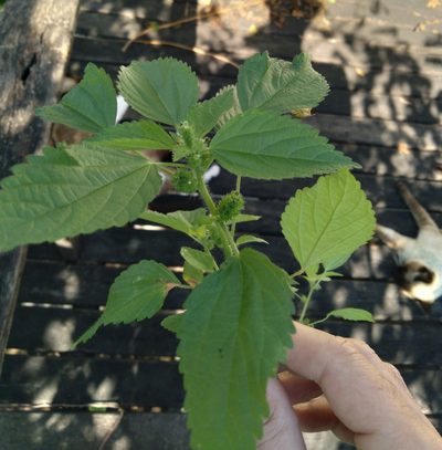 Acalypha poiretii, photographed by Victor Farjalla Pontes