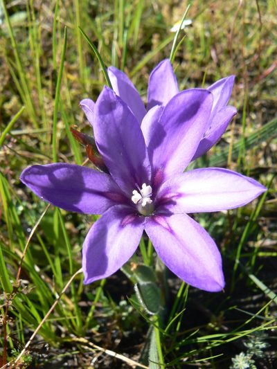 Babiana leipoldtii, photographed by Jacques van der Merwe