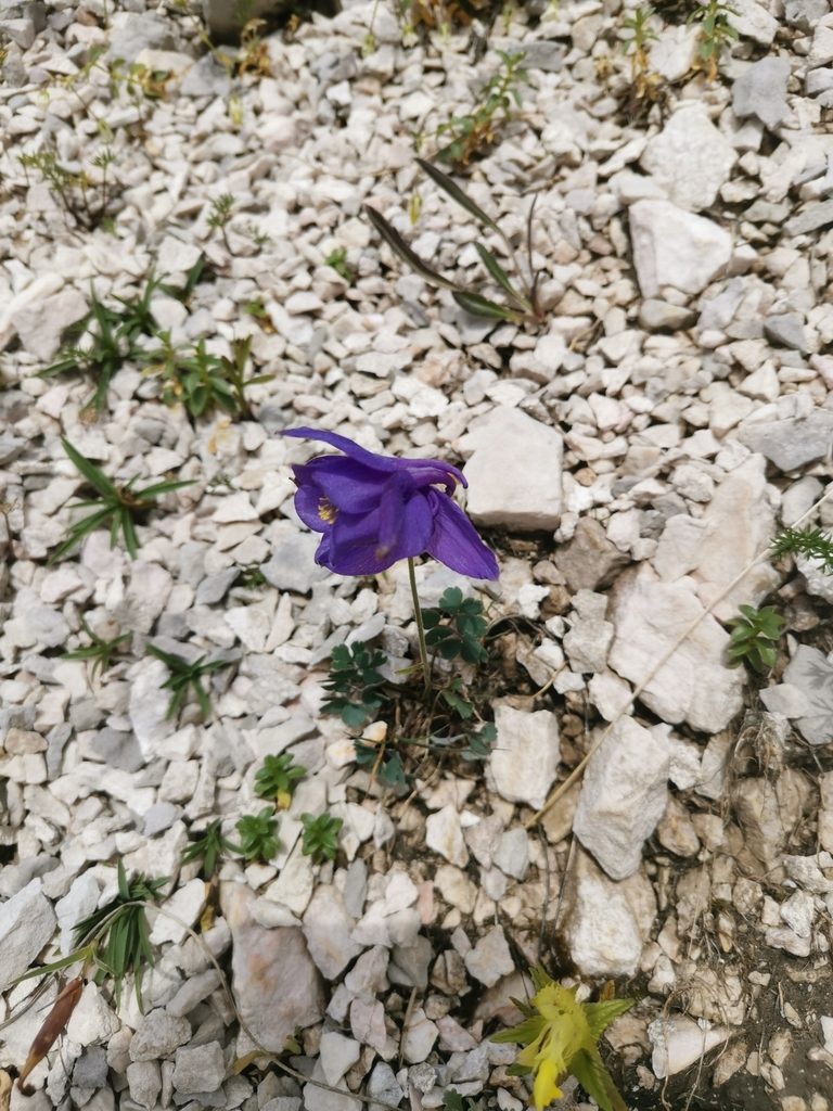 Aquilegia iulia, photographed by Ljaž