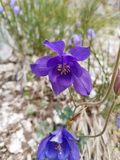 Aquilegia iulia, photographed by Ljaž
