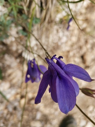 Aquilegia iulia, photographed by Ljaž