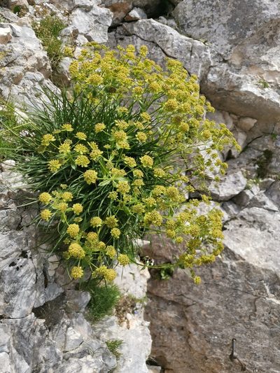 Bupleurum petraeum, photographed by Ljaž
