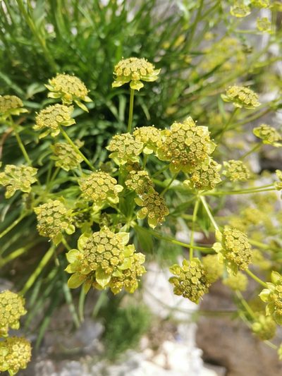 Bupleurum petraeum, photographed by Ljaž
