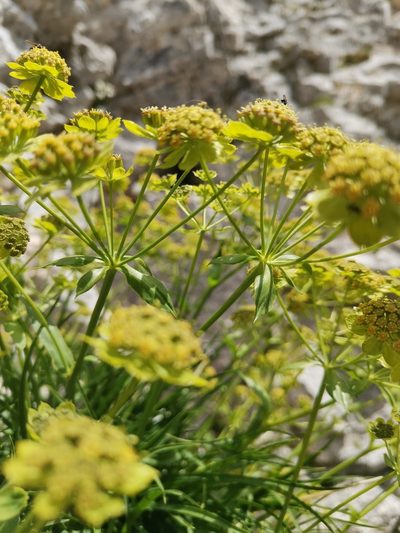 Bupleurum petraeum, photographed by Ljaž