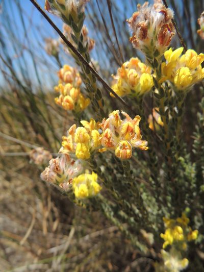 Aspalathus quinquefolia, photographed by Jacques van der Merwe