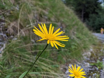Buphthalmum salicifolium, photographed by Attila Oláh