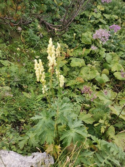 Aconitum lamarckii, photographed by Ljaž