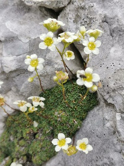 Saxifraga squarrosa, photographed by Ljaž
