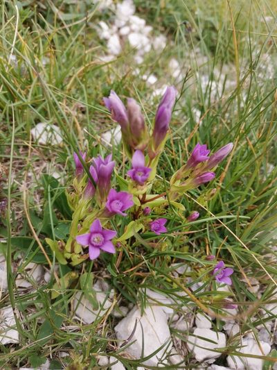 Gentianella anisodonta, photographed by Ljaž