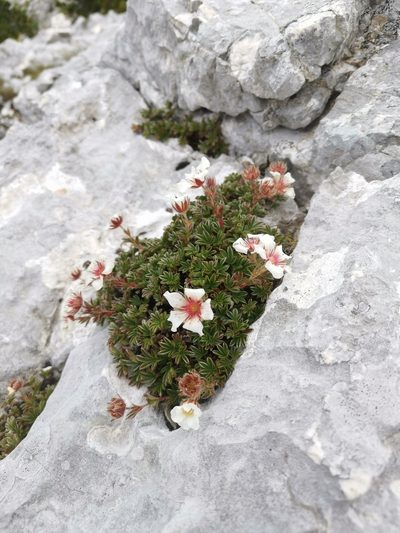 Potentilla clusiana, photographed by Ljaž
