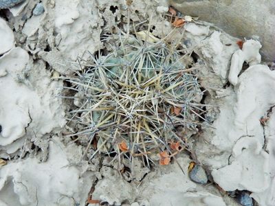 Coryphantha difficilis, photographed by amantedarmanin