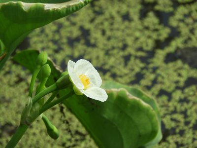 Limnocharis flava, photographed by Francisco Farriols Sarabia