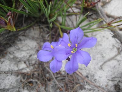 Aristea glauca, photographed by Caroline Voget