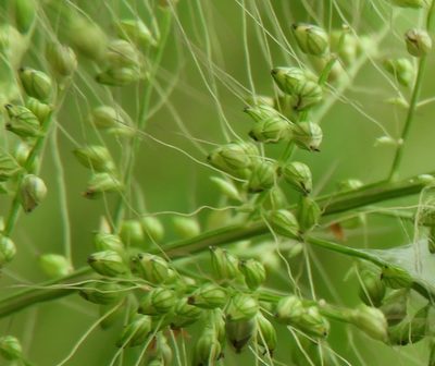 Setaria liebmannii, photographed by Francisco Farriols Sarabia