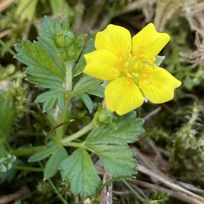 Potentilla anglica, photographed by Dag Endresen