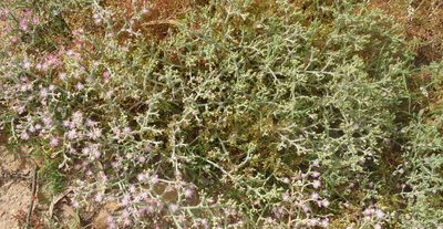Mesembryanthemum articulatum, photographed by Nicola van Berkel