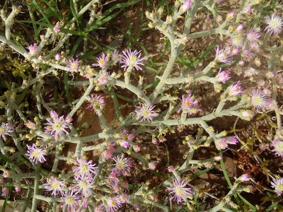 Mesembryanthemum articulatum, photographed by Nicola van Berkel