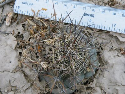 Coryphantha difficilis, photographed by amantedarmanin