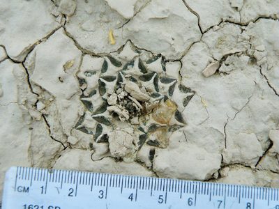 Ariocarpus kotschoubeyanus, photographed by amantedarmanin