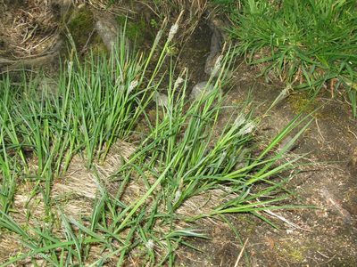 Carex reuteriana, photographed by José Luis Camaño