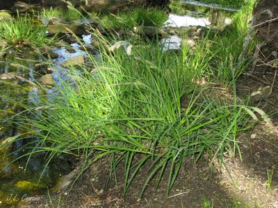 Carex reuteriana, photographed by José Luis Camaño