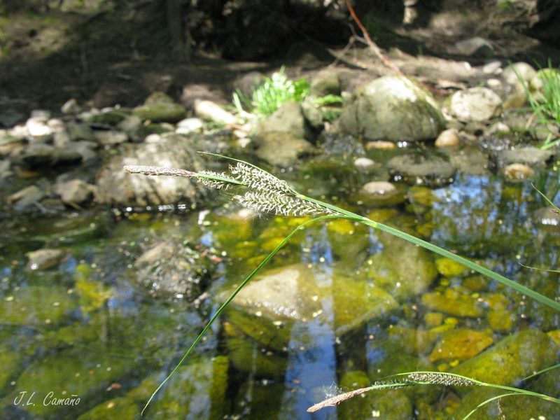 Carex reuteriana, photographed by José Luis Camaño
