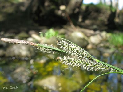 Carex reuteriana, photographed by José Luis Camaño