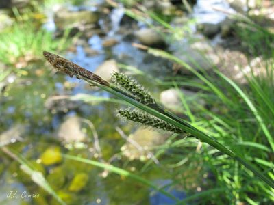 Carex reuteriana, photographed by José Luis Camaño