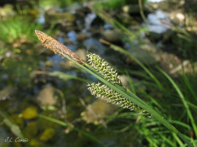 Carex reuteriana, photographed by José Luis Camaño