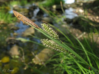 Carex reuteriana, photographed by José Luis Camaño